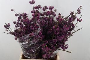 CALLYSTEMON BO MAG PU GIAN 70